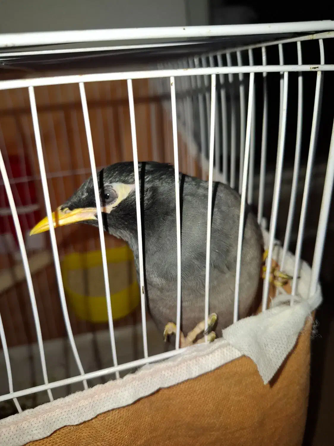 مرغ مینا|پرنده|مشکیندشت, |دیوار