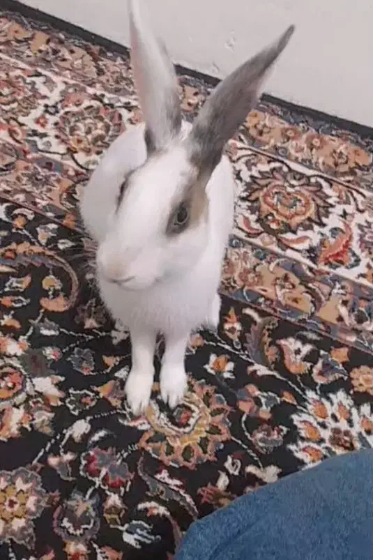 رایگان|موش و خرگوش|سروآباد, |دیوار