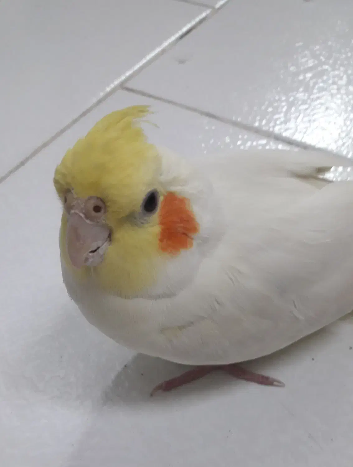 عروس هلندی پیدا شده در مشهد|حیوانات|مشهد, تربیت (صدف)|دیوار