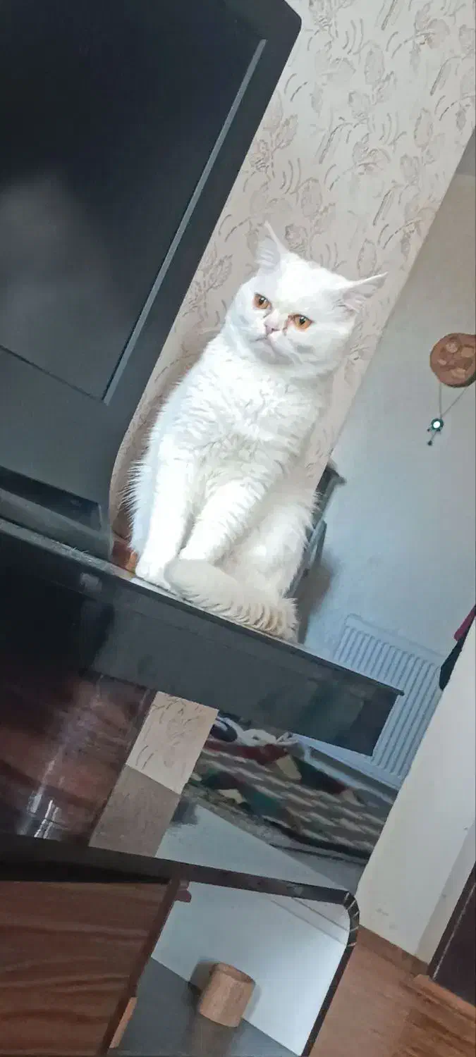 سرپرستی گربه میکس|گربه|مشهد, مشکینی (شهرک غرب)|دیوار