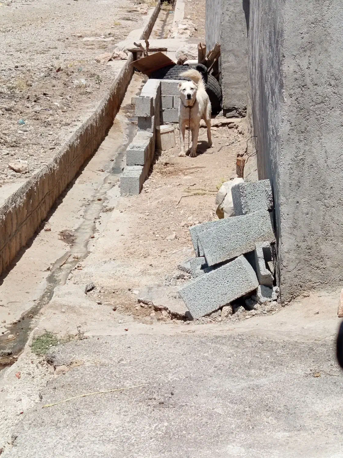 سگ دورگه|سگ|چرداول, |دیوار