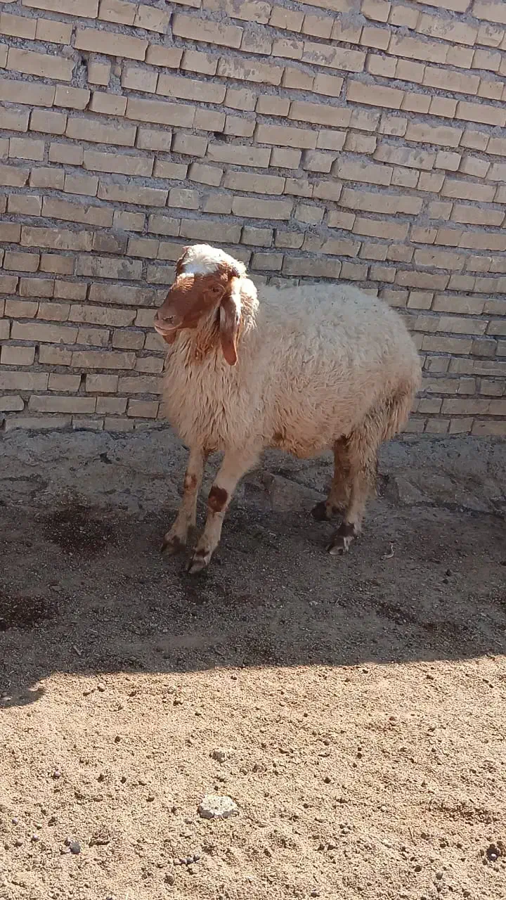 بره نر قوچ عراقی|حیوانات مزرعه|اهواز, کوی علوی|دیوار