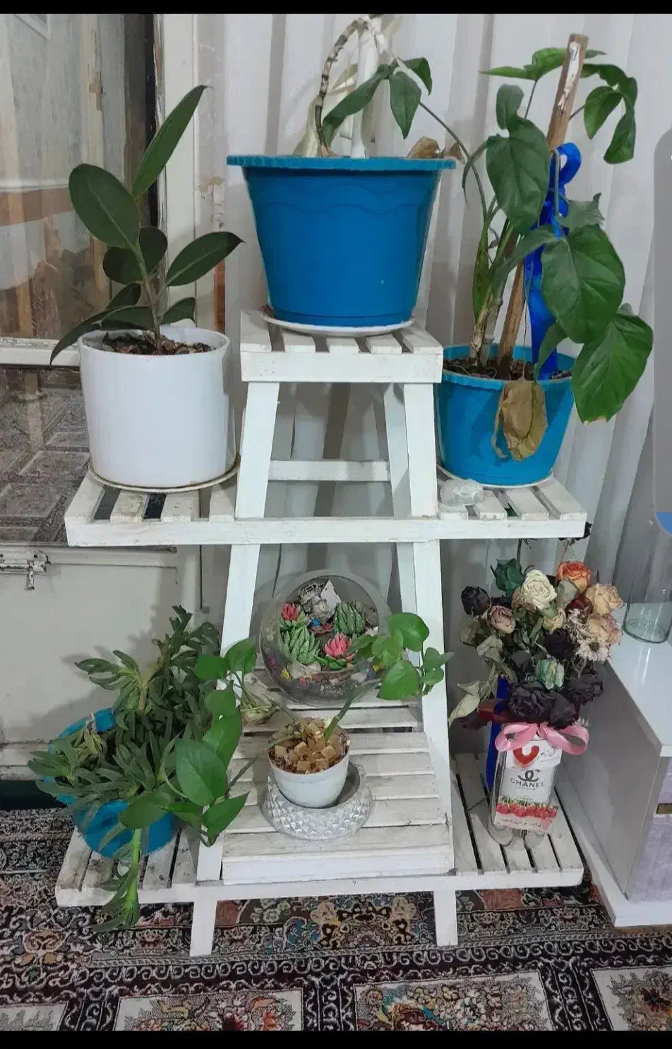 قالی،پایه گل،کمدلباس|فرش|مشهد, کوی سیدی|دیوار