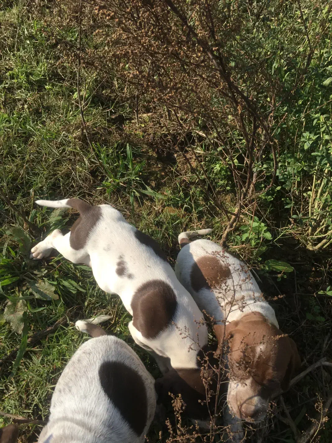 واکذاری سک شکاری|سگ|کوچصفهان, |دیوار