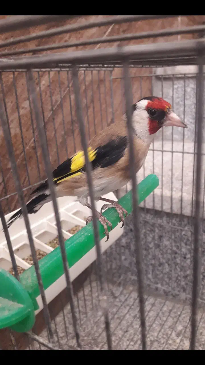 سهره|پرنده|فسا, |دیوار