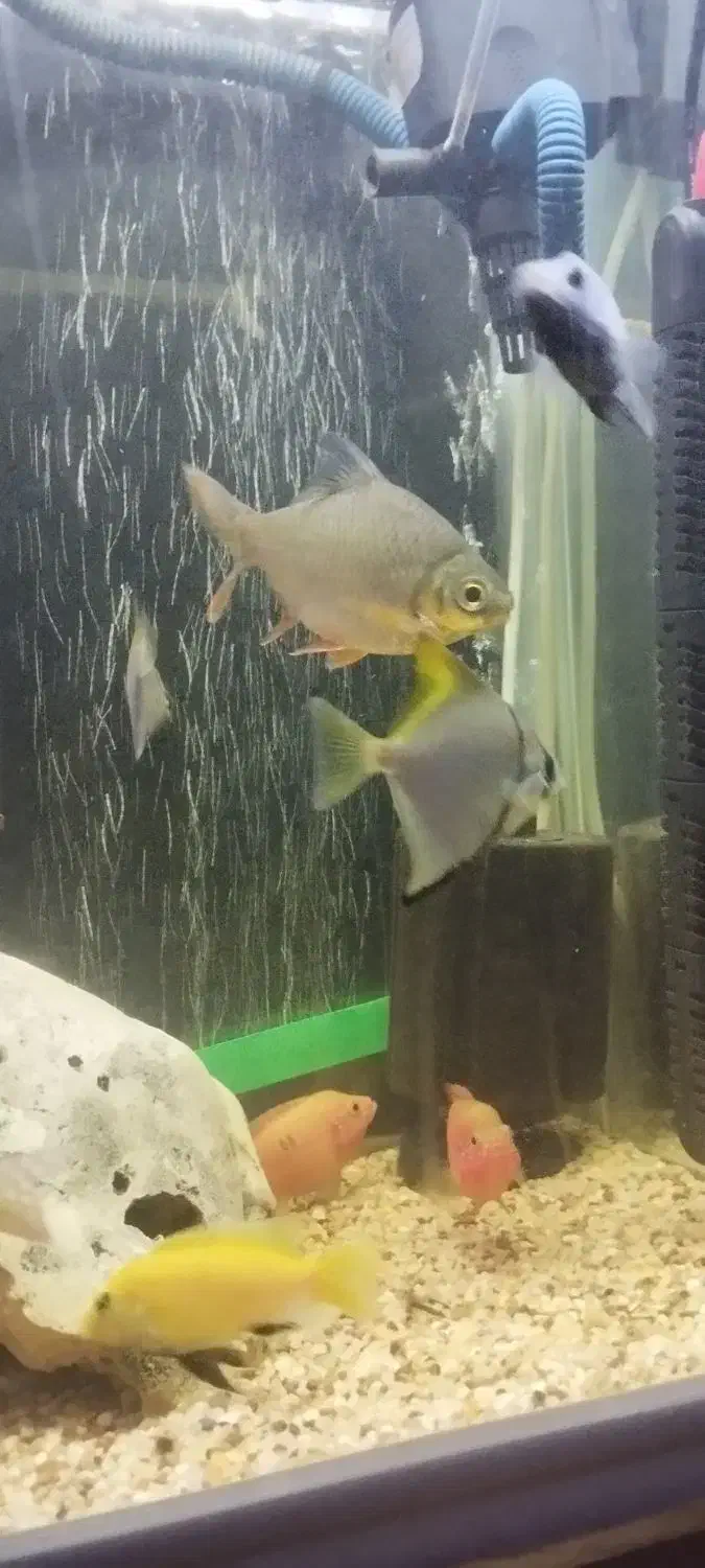 بارب حلب|ماهی|مهاجران, |دیوار