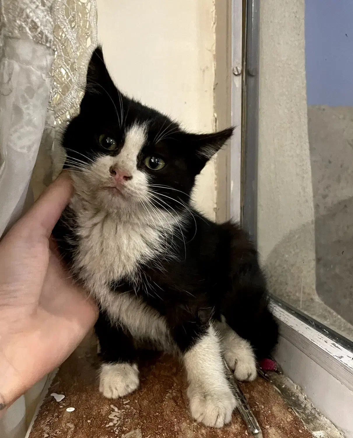 واگذاری بچه گربه|گربه|تبریز, |دیوار