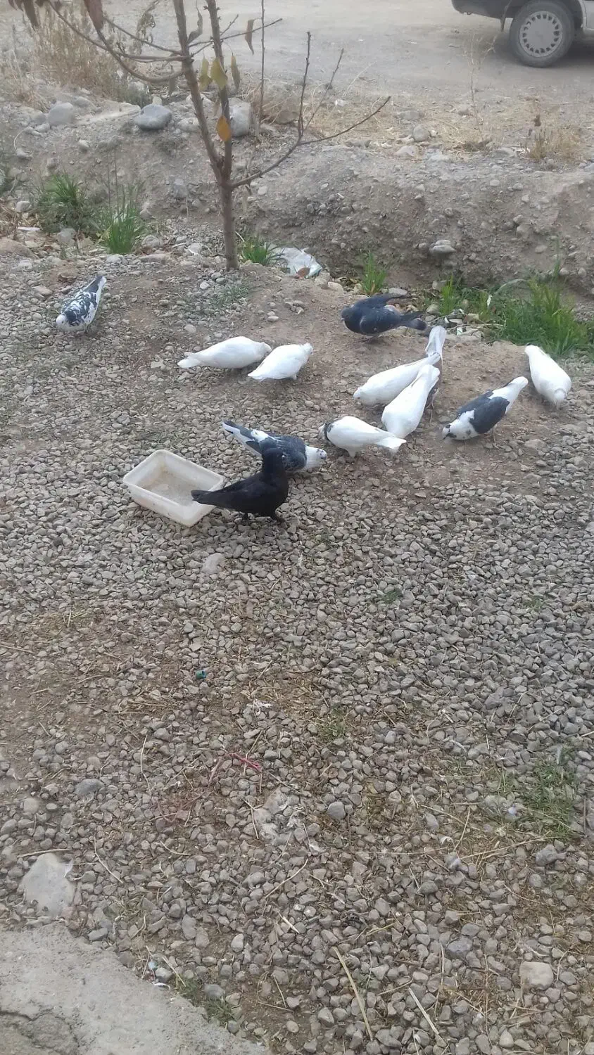 فروش کبوتر|پرنده|یاسوج, |دیوار