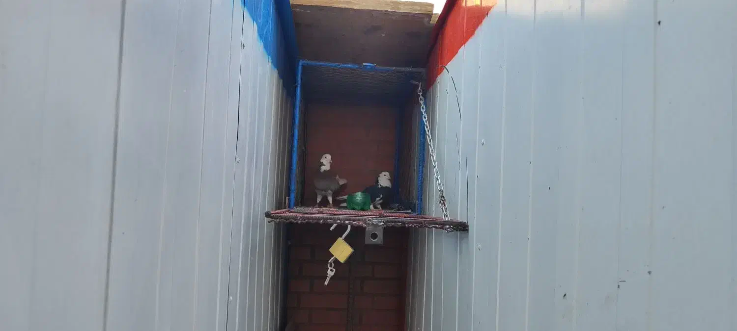 کبوتر|پرنده|جعفرآباد, |دیوار