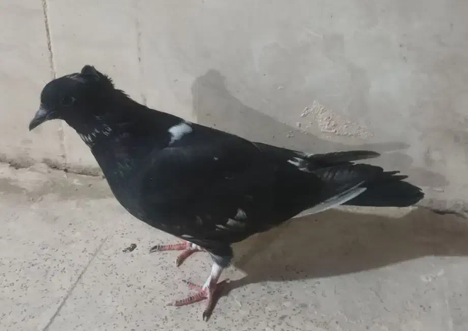 کفتر سوسکی|پرنده|اصفهان, منتظرالمهدی|دیوار