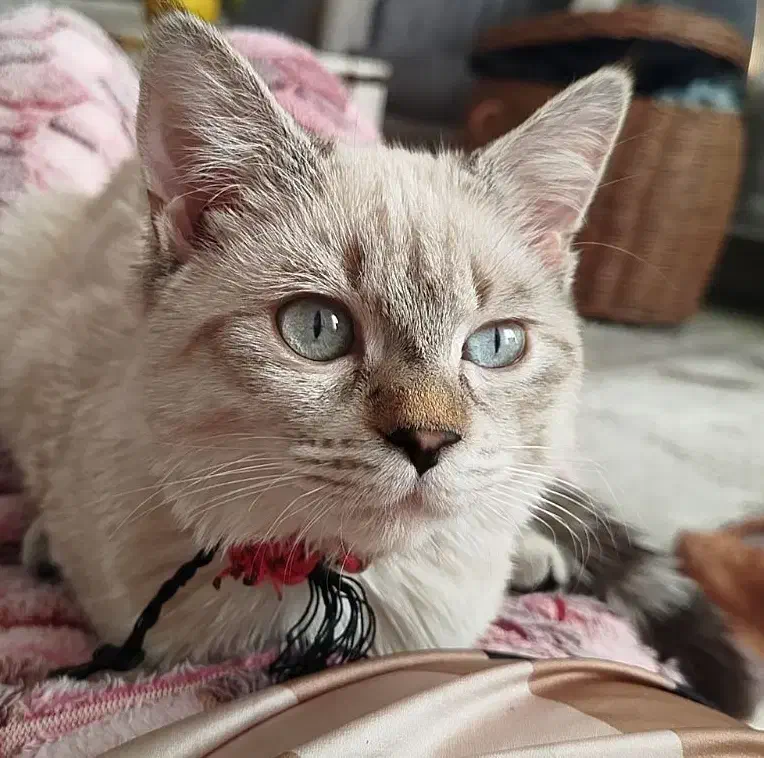 دختر بریتیش|گربه|ساری, |دیوار