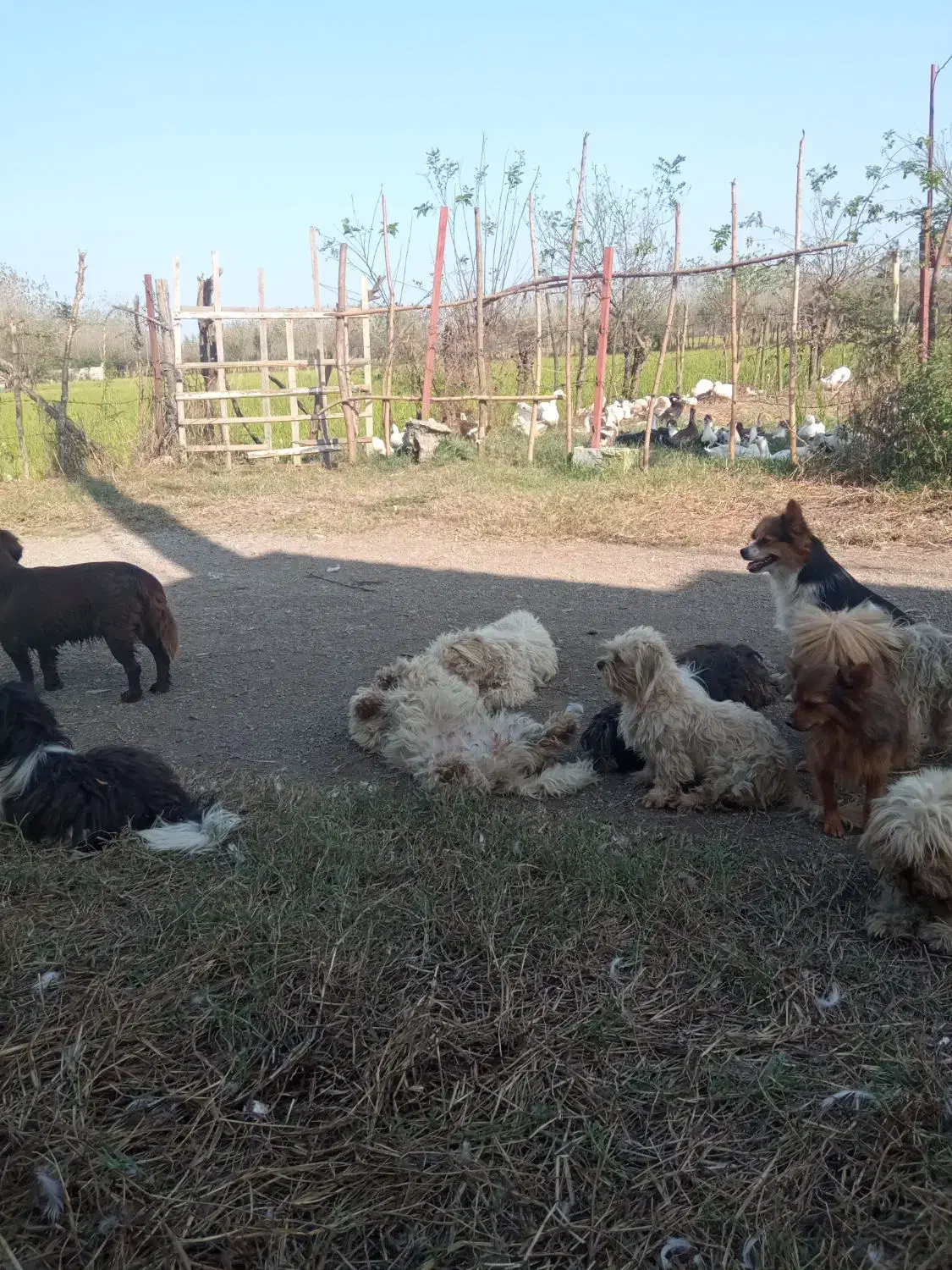 تخلیه تلفات مرغداری برای سگ حمایتی|خدمات نظافت|توتکابن, |دیوار