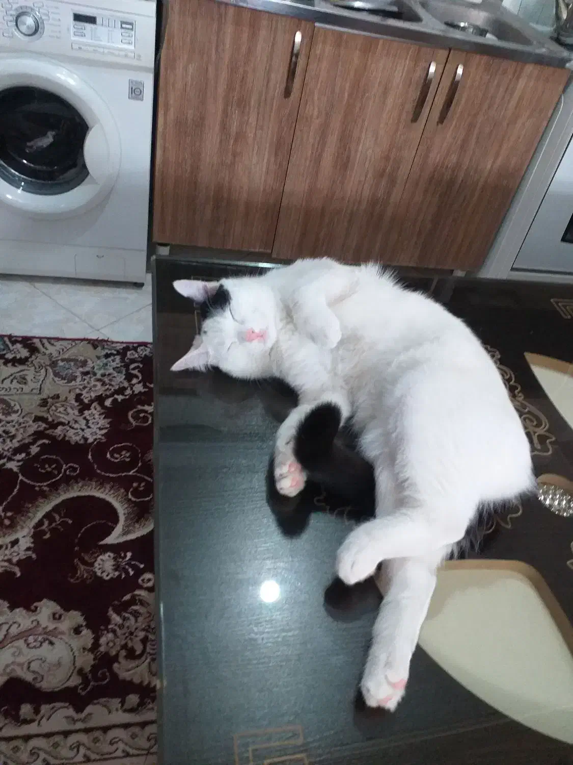 گربه نر هفت ماهه|گربه|فشم, |دیوار