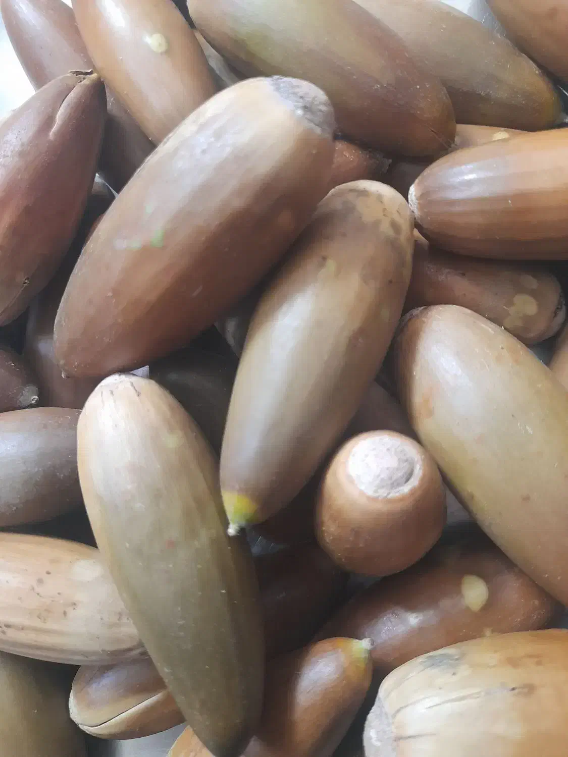 بلوط فروشی در ملکشاهی|خوردنی و آشامیدنی|ملکشاهی, |دیوار