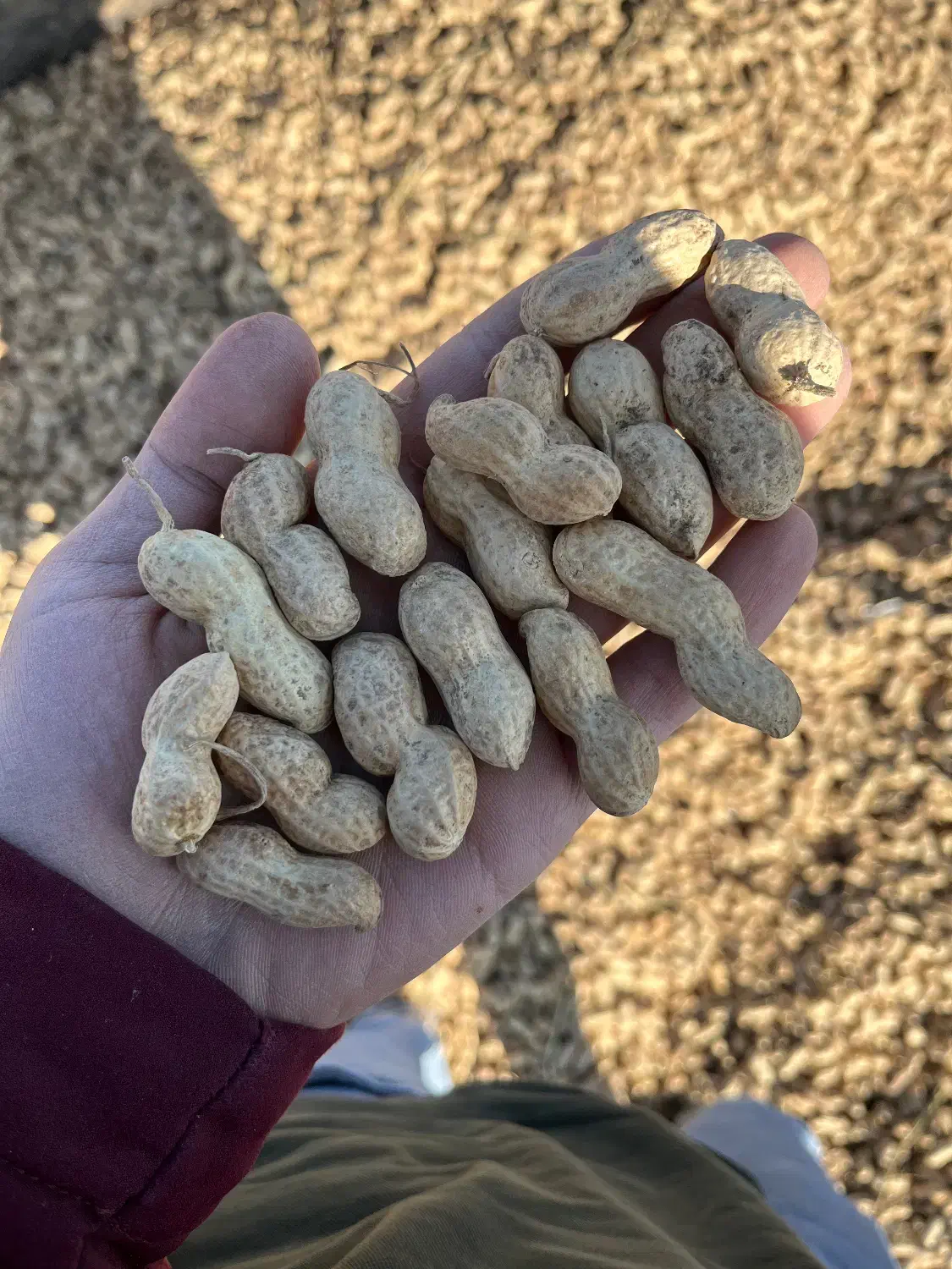 بادام رقم گلی افتاب خشک|عمده‌فروشی|آستانه اشرفیه, |دیوار