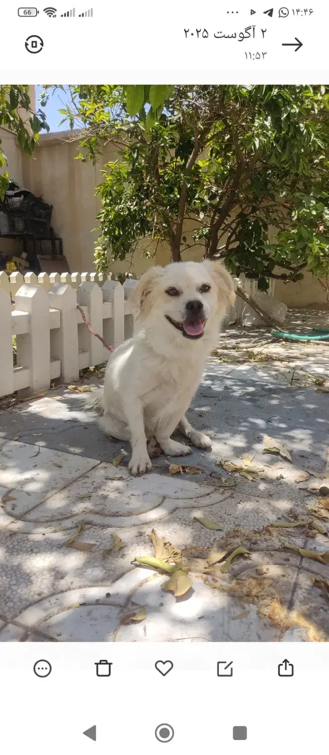 واگذار میشود|سگ|فسا, |دیوار