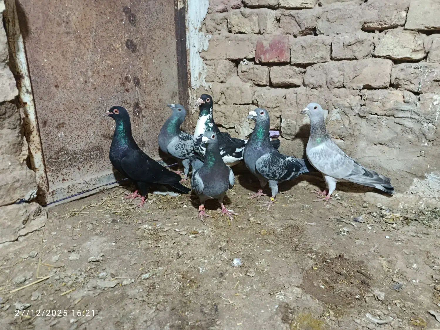 کبوتر|پرنده|نیشابور, بنیاد شهید|دیوار