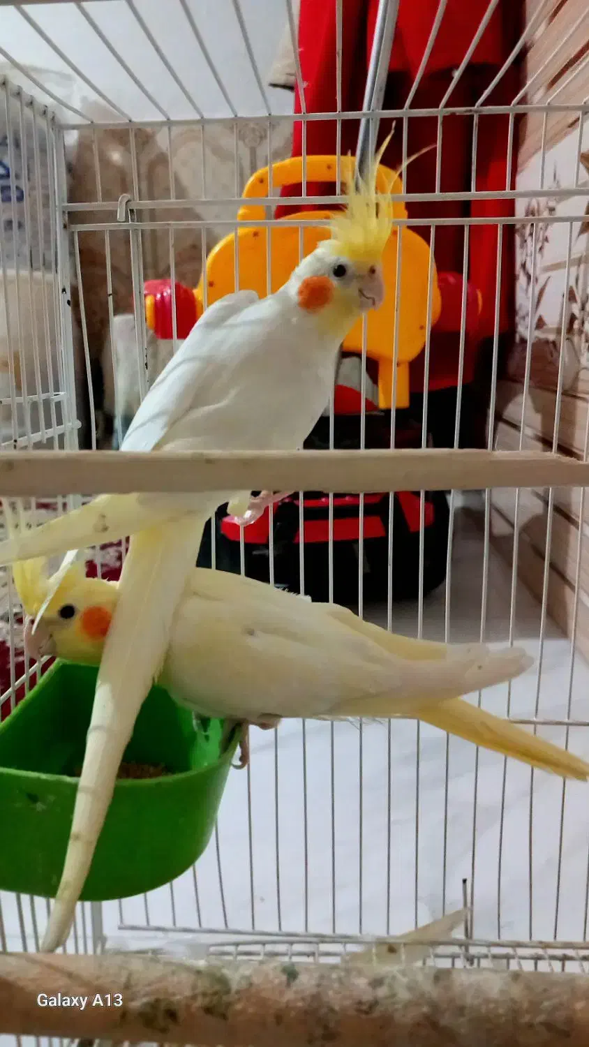 عروس هلند|پرنده|کردکوی, |دیوار