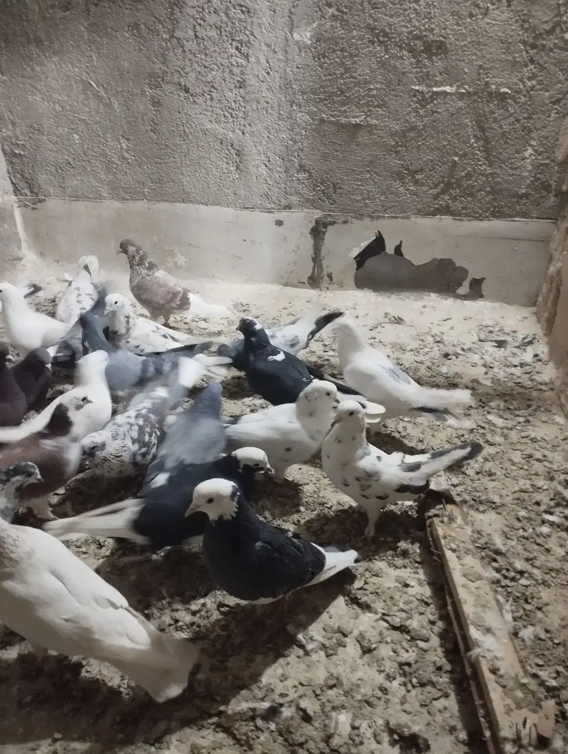 کبوتر|پرنده|گلستان (تهران), |دیوار