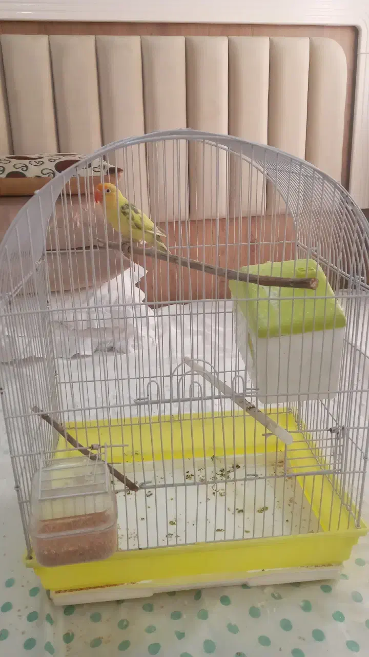 طوطی برزیلی|پرنده|مشکیندشت, |دیوار