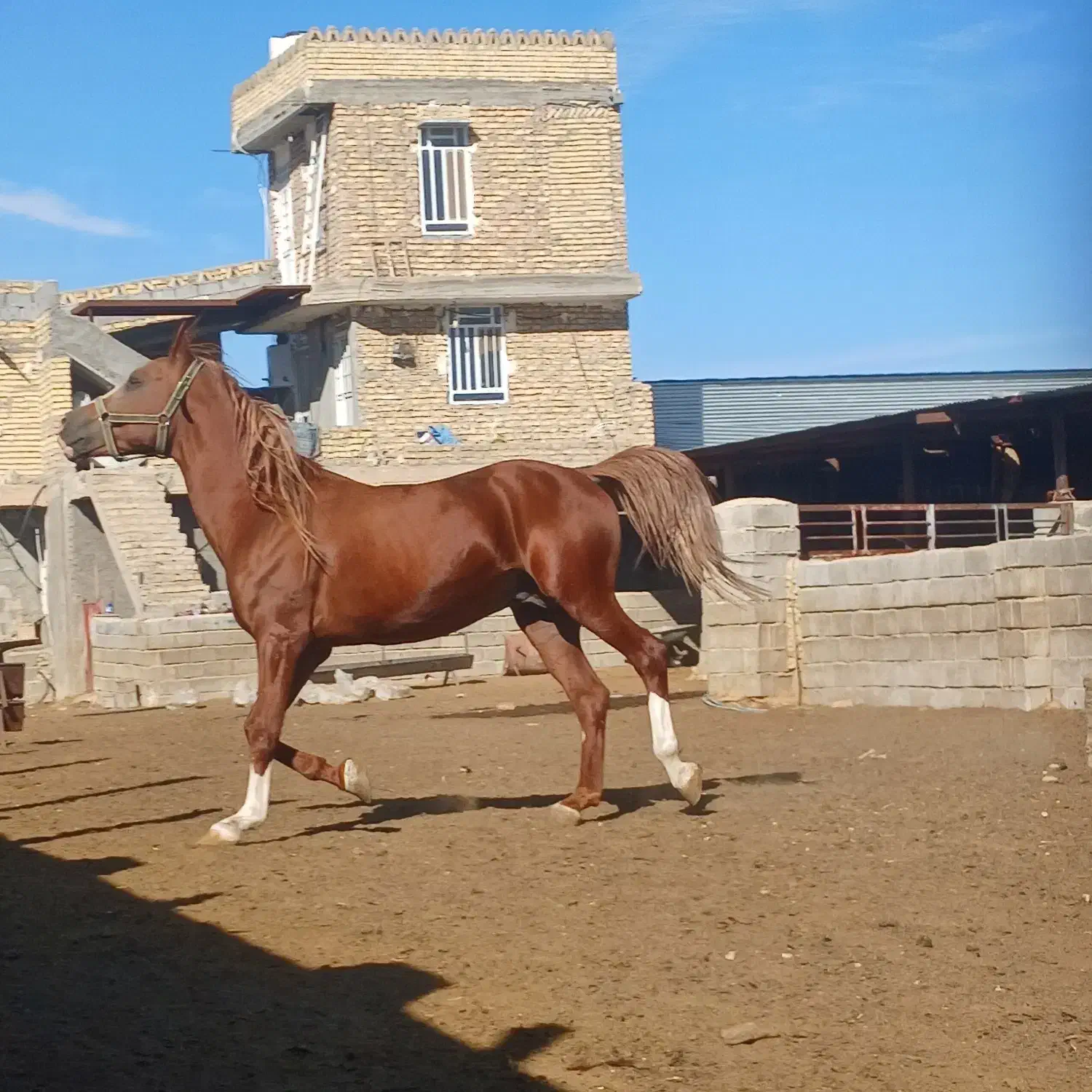 اسب سیلمی سواری|اسب و تجهیزات اسبسواری|فسا, |دیوار