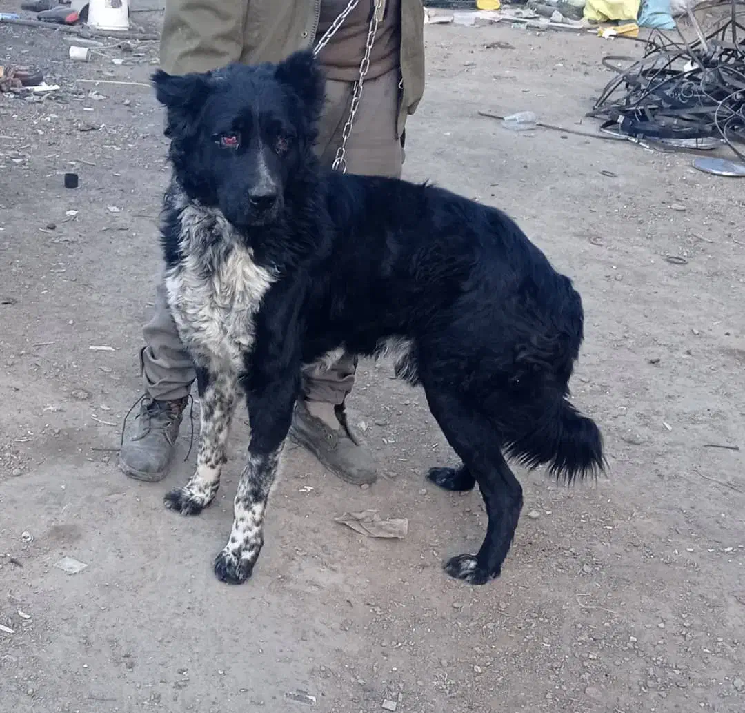 سگ قدرجونی|سگ|ابریشم, |دیوار