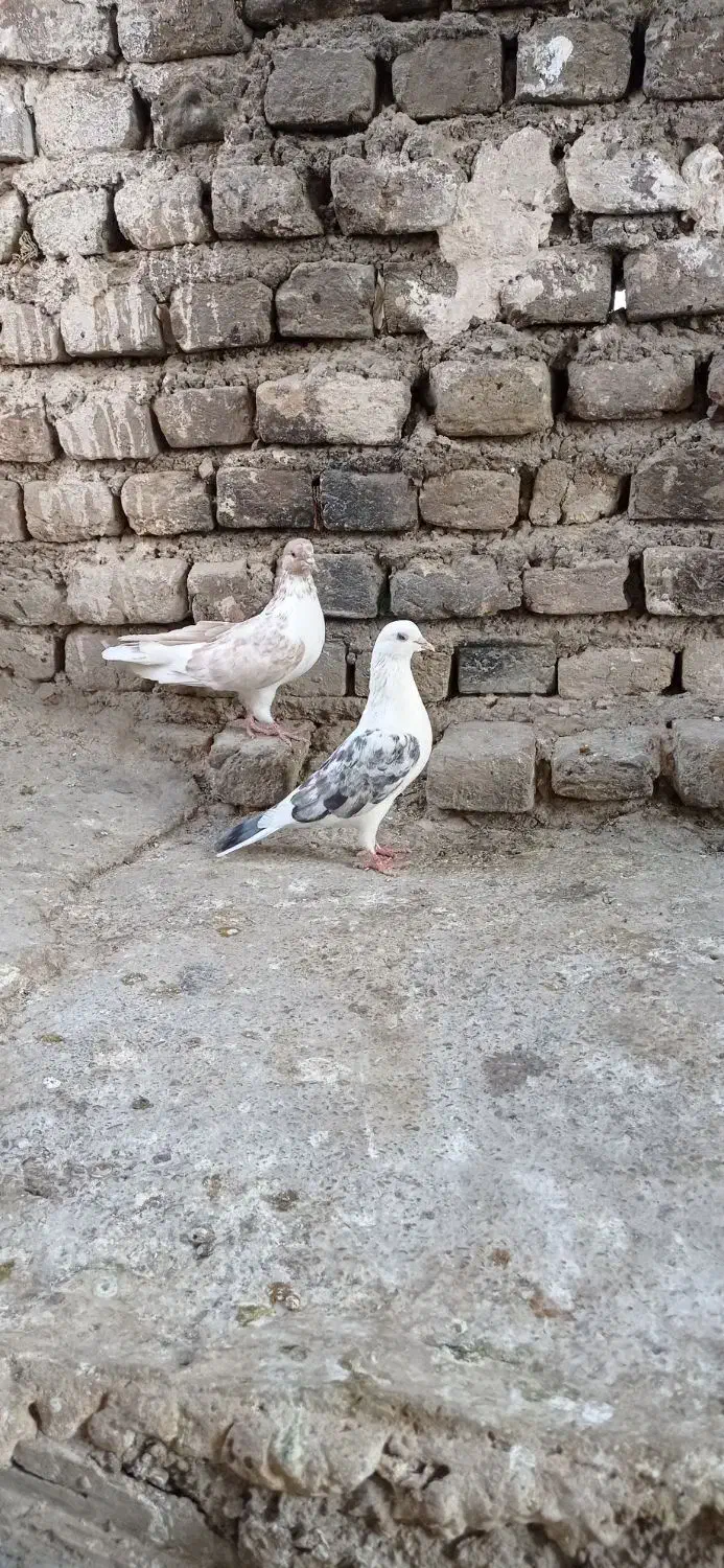 چندعددتهرانی خوب وجوجه گلبسر وجوجه سهره|پرنده|نورآباد, |دیوار