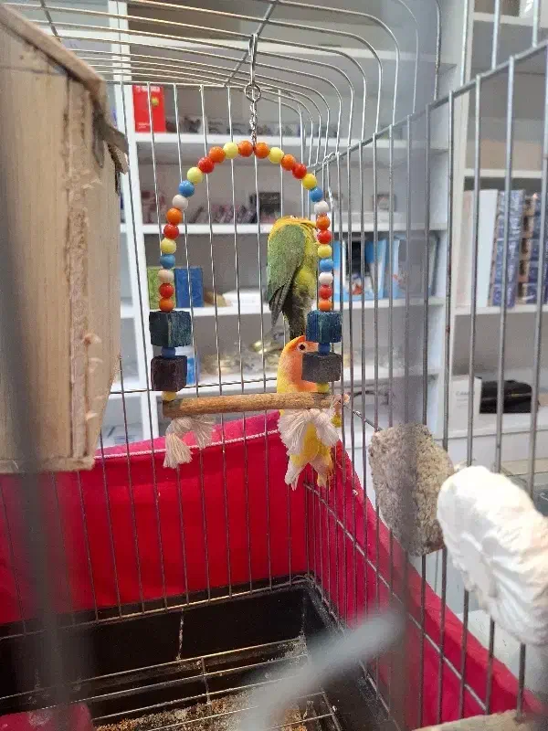 طوطی برزیلی|پرنده|کهریزک, |دیوار