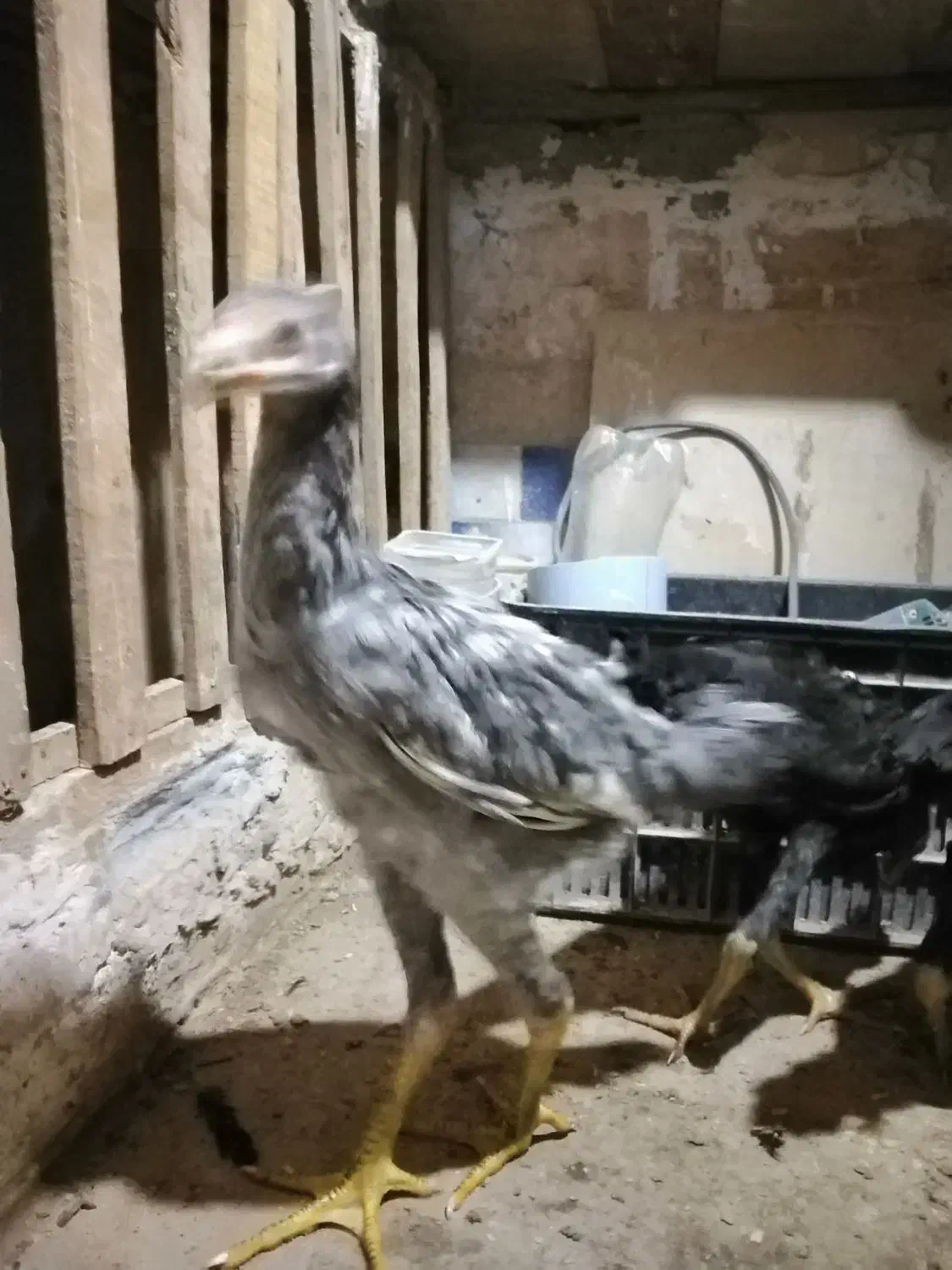 جوجه مرغ وخروس  مشکی وطوسی|حیوانات مزرعه|آق قلا, |دیوار