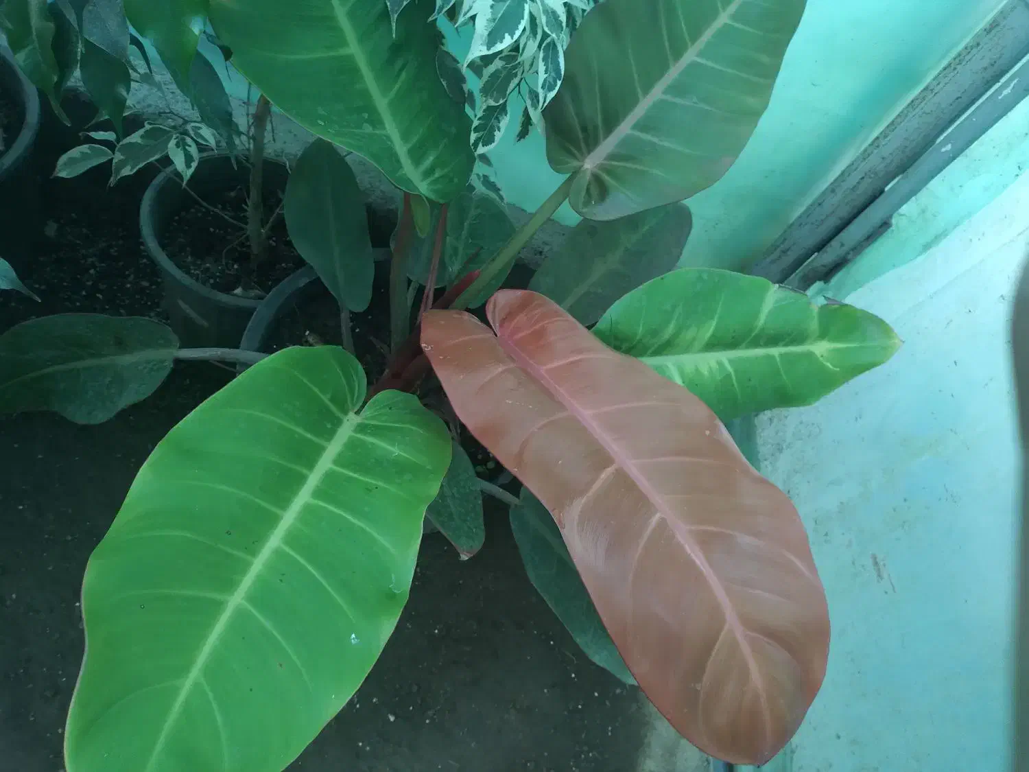 فیلدندرون پرتقالی|گل و گیاه طبیعی|املش, |دیوار