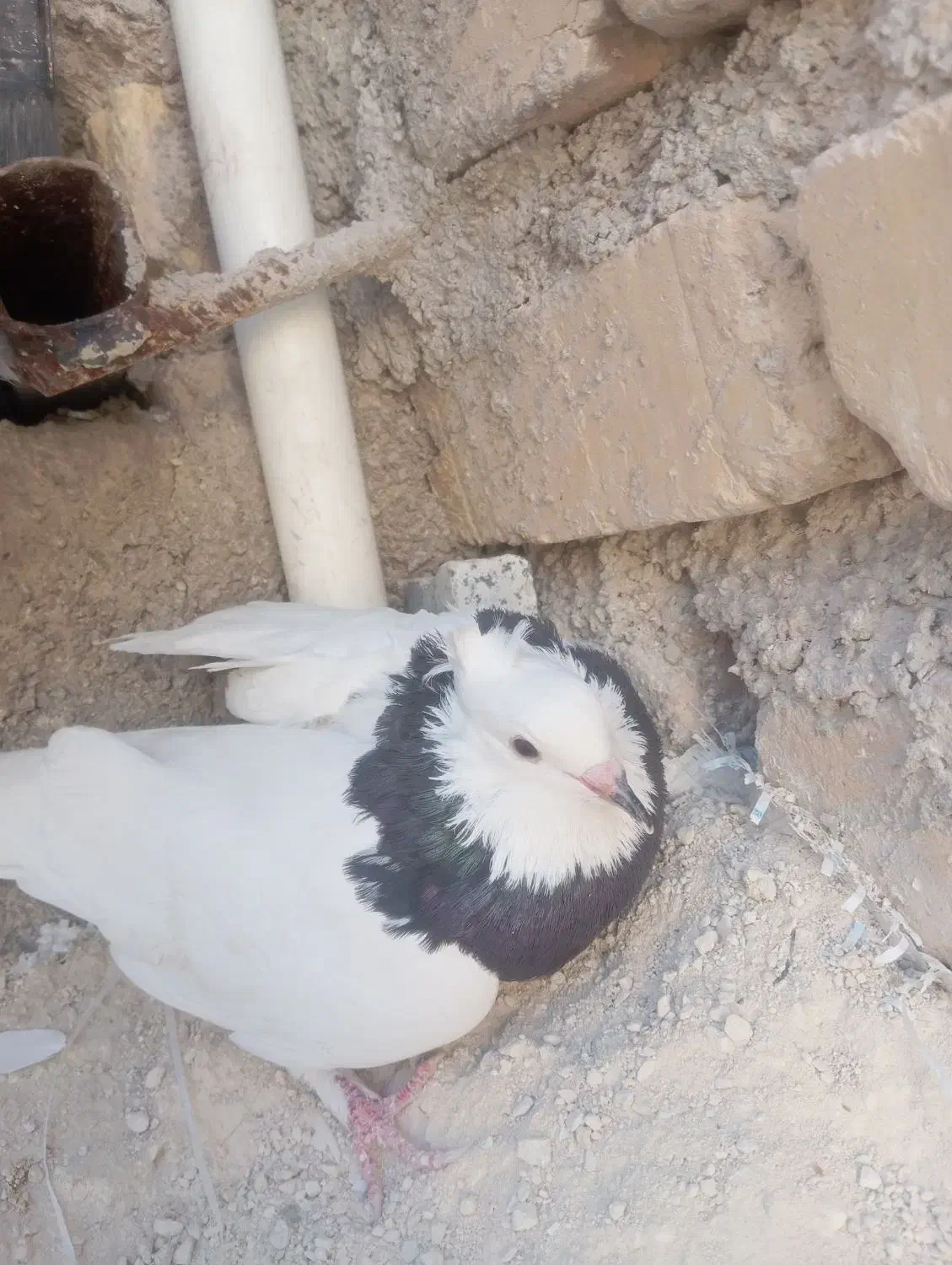 طوقی سیا ماده 350 کفتر سفید نیم طوق نر مست 200|پرنده|فیروزآباد (فارس), |دیوار