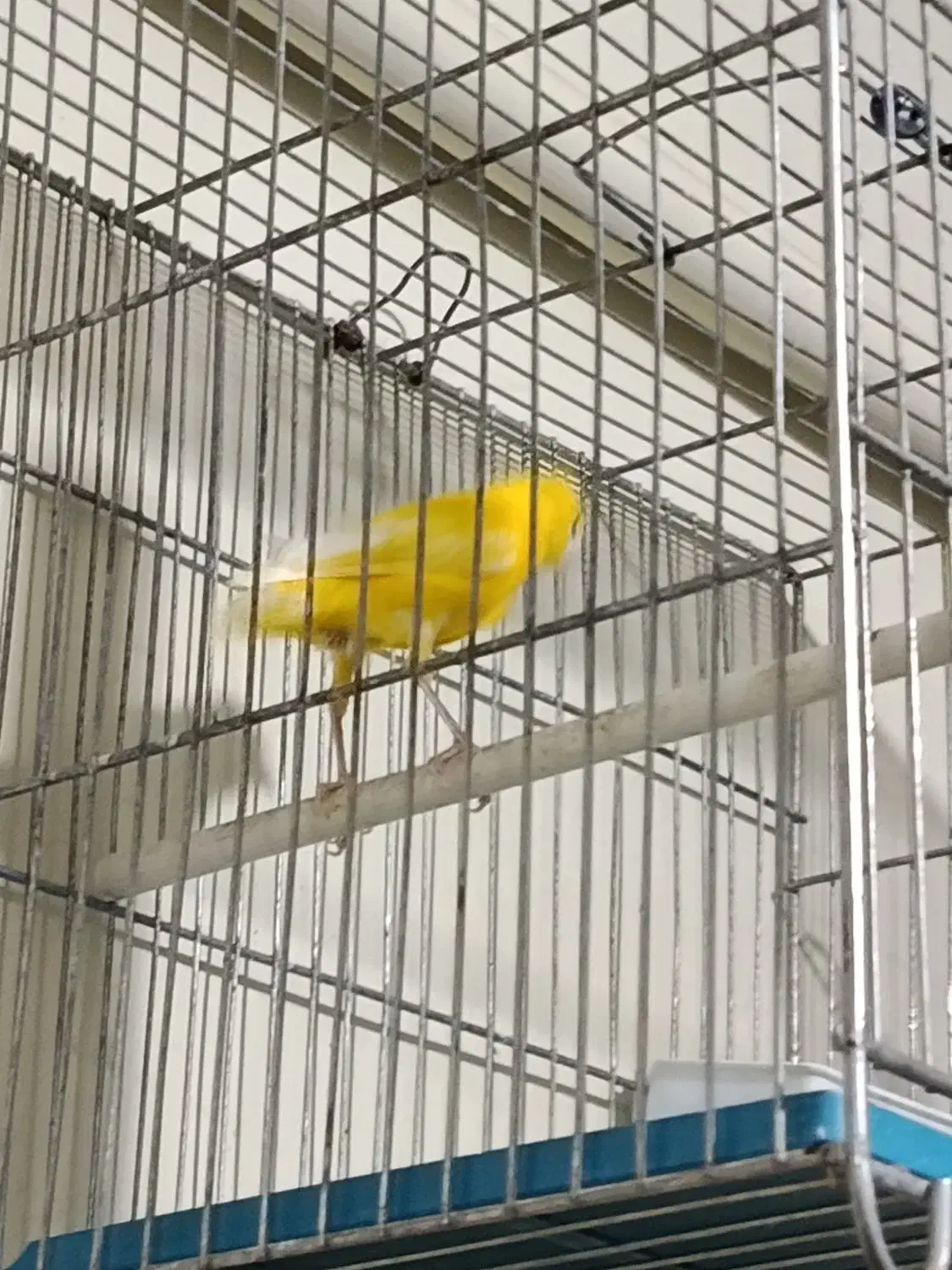 قناری ماده طلایی|پرنده|شیراز, پودنک|دیوار