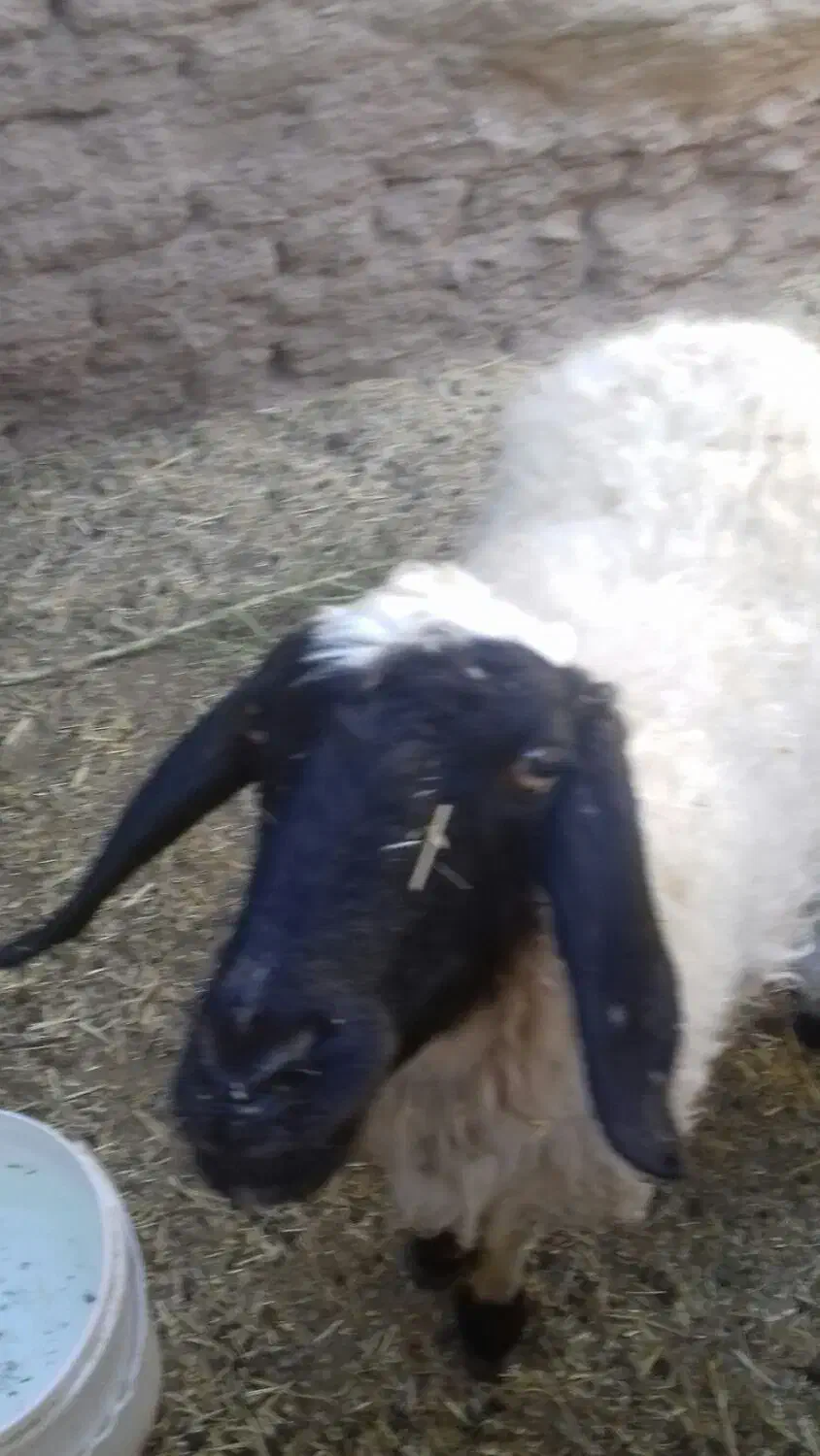 میش چهارزه فروشی دوقلوزا|حیوانات مزرعه|مود, |دیوار