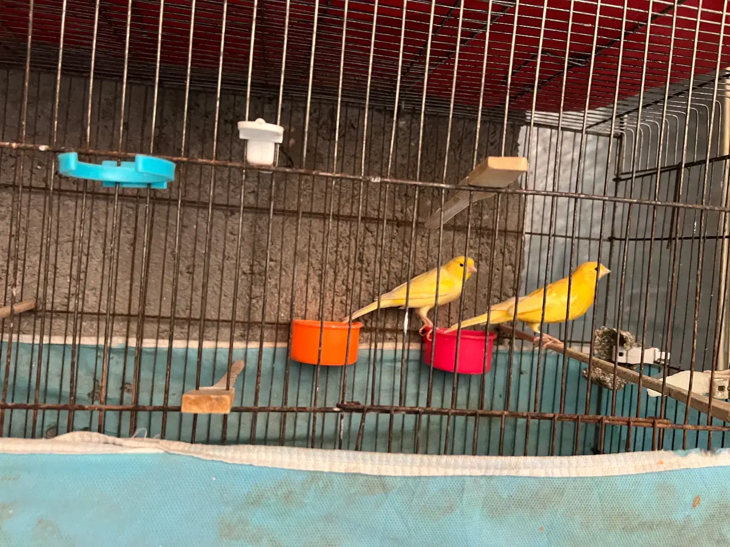 فروش یک جفت قناری تک رنگ درشت بدون لک|پرنده|بجنورد, |دیوار