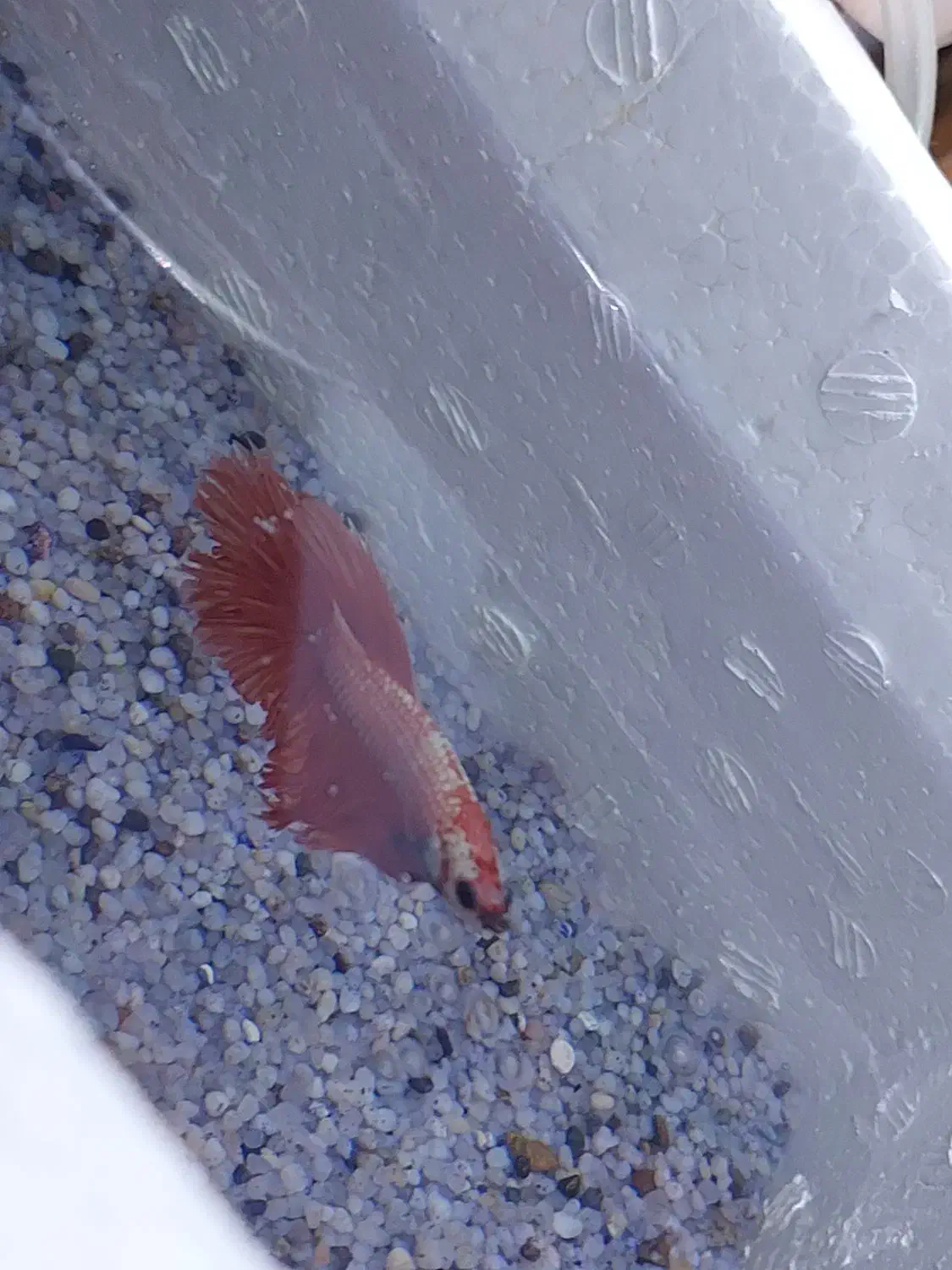 ماهی|ماهی|قم, شهرک امام حسن|دیوار