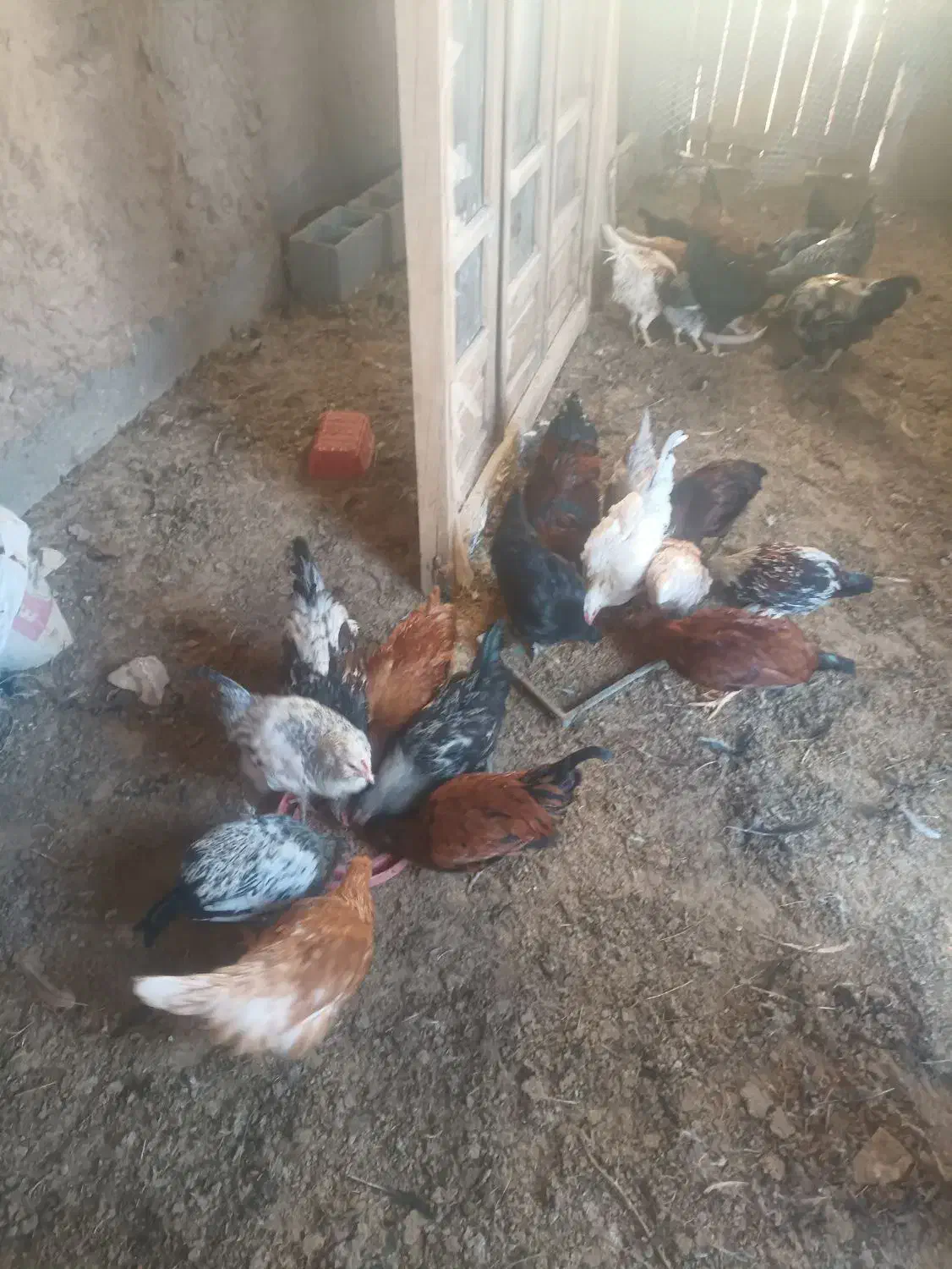 تعدادی جوجه مرغ و خروس به فروش میرسد|حیوانات مزرعه|بسطام, |دیوار