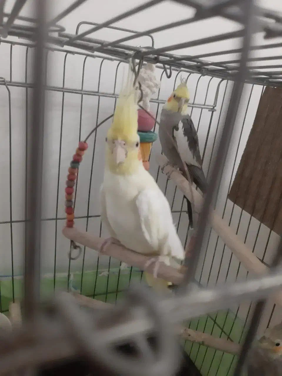 عروس هلندی نر وماده|پرنده|ری, شهرک نظامی|دیوار