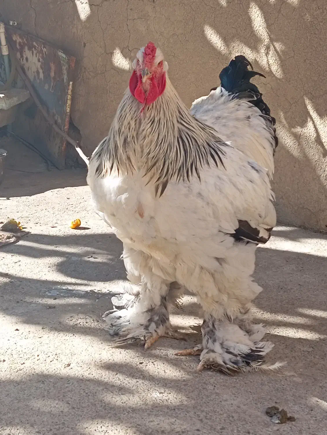 برهما  لایت|حیوانات مزرعه|بانه, |دیوار