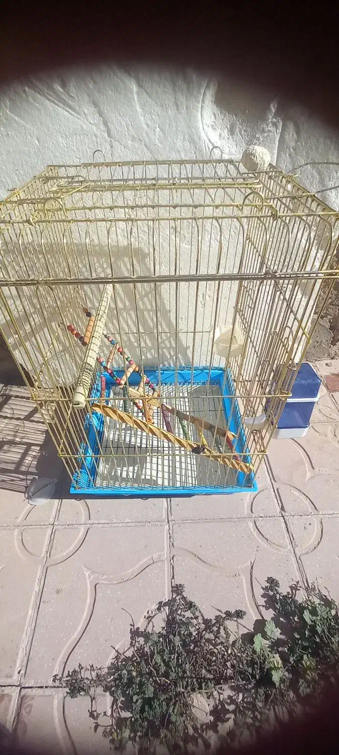 قفس طوطی سانان|لوازم جانبی حیوانات|قیدار, |دیوار