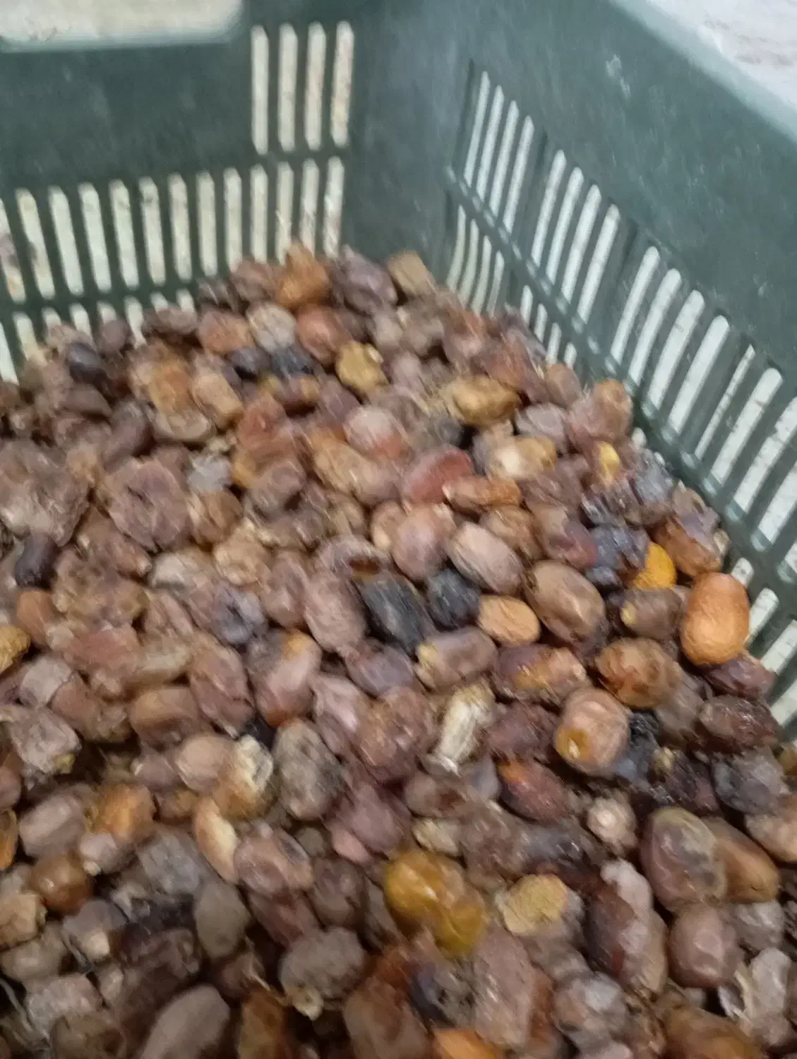 خرمای لواشکی پیارم|حراج|جهرم, |دیوار