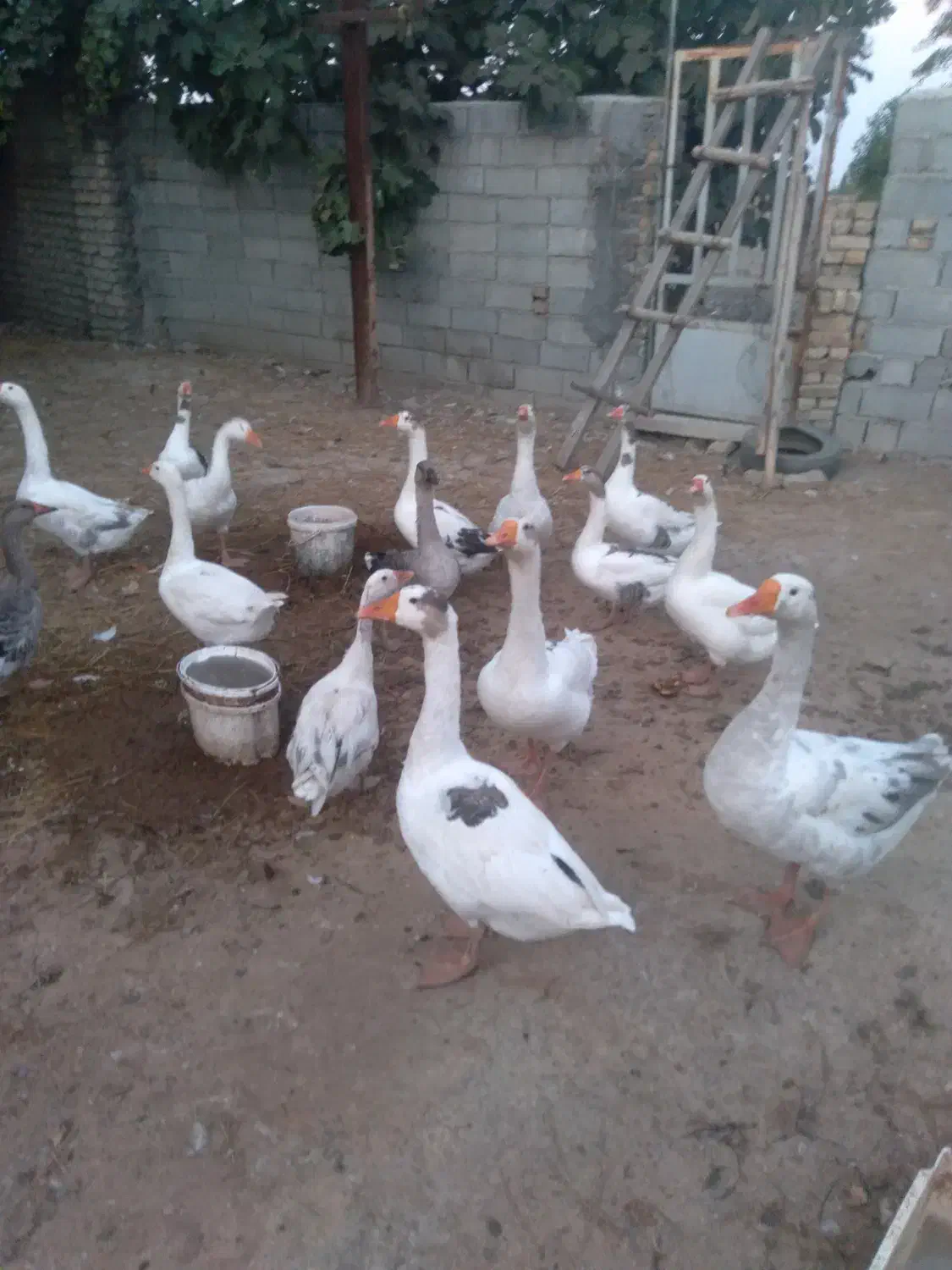 غاز|حیوانات مزرعه|گرگان, |دیوار