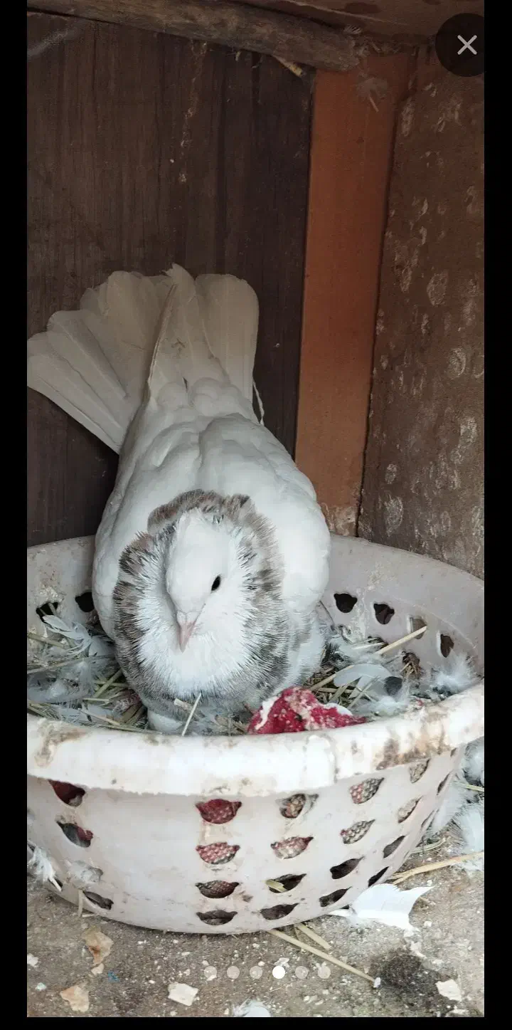 ساعت و ک ب و ت ر|ساعت|ایذه, |دیوار