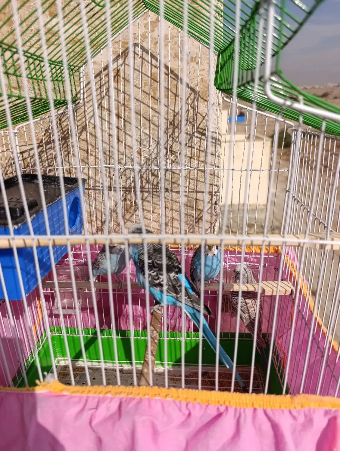 چهار عدد مرغ عشق|پرنده|هشتگرد, فاز ۳ مهستان|دیوار