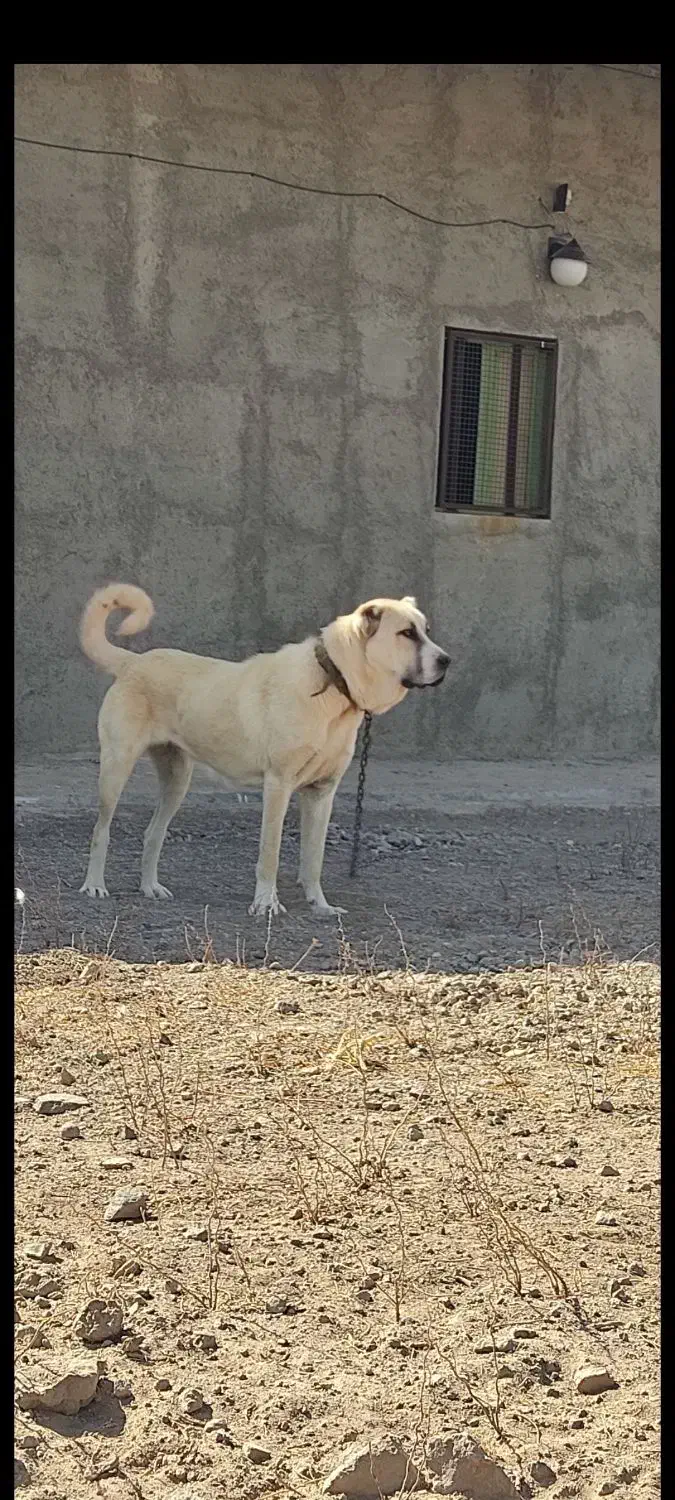 سگ توله ماده سرابی 6 ماهه|سگ|تهران, صادقیه|دیوار