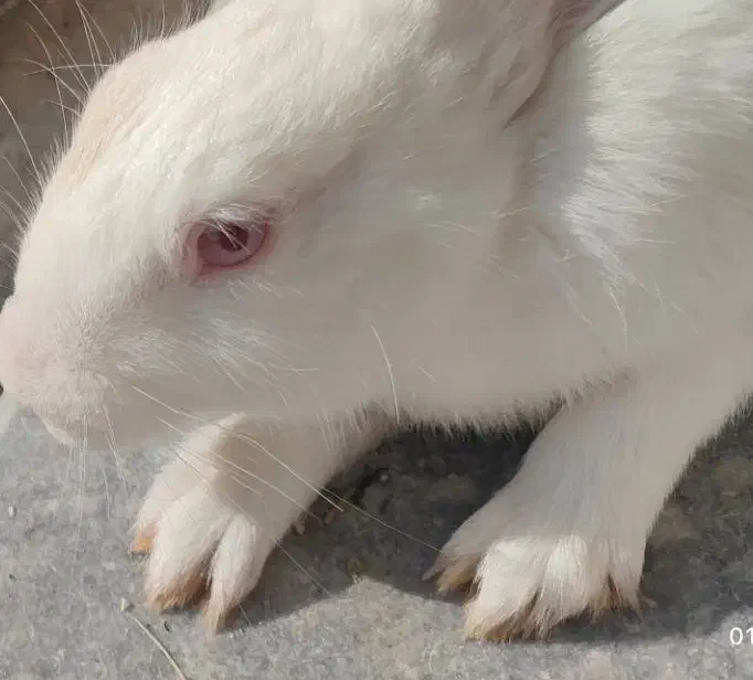 خرگوش سفید بزرگ ماده|موش و خرگوش|سنندج, |دیوار