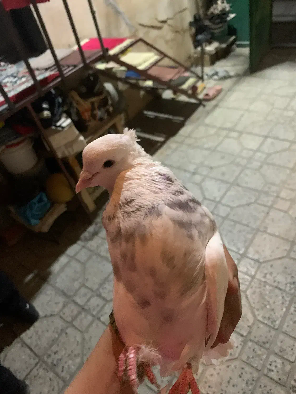 ۸عدد طوق|پرنده|مریوان, |دیوار