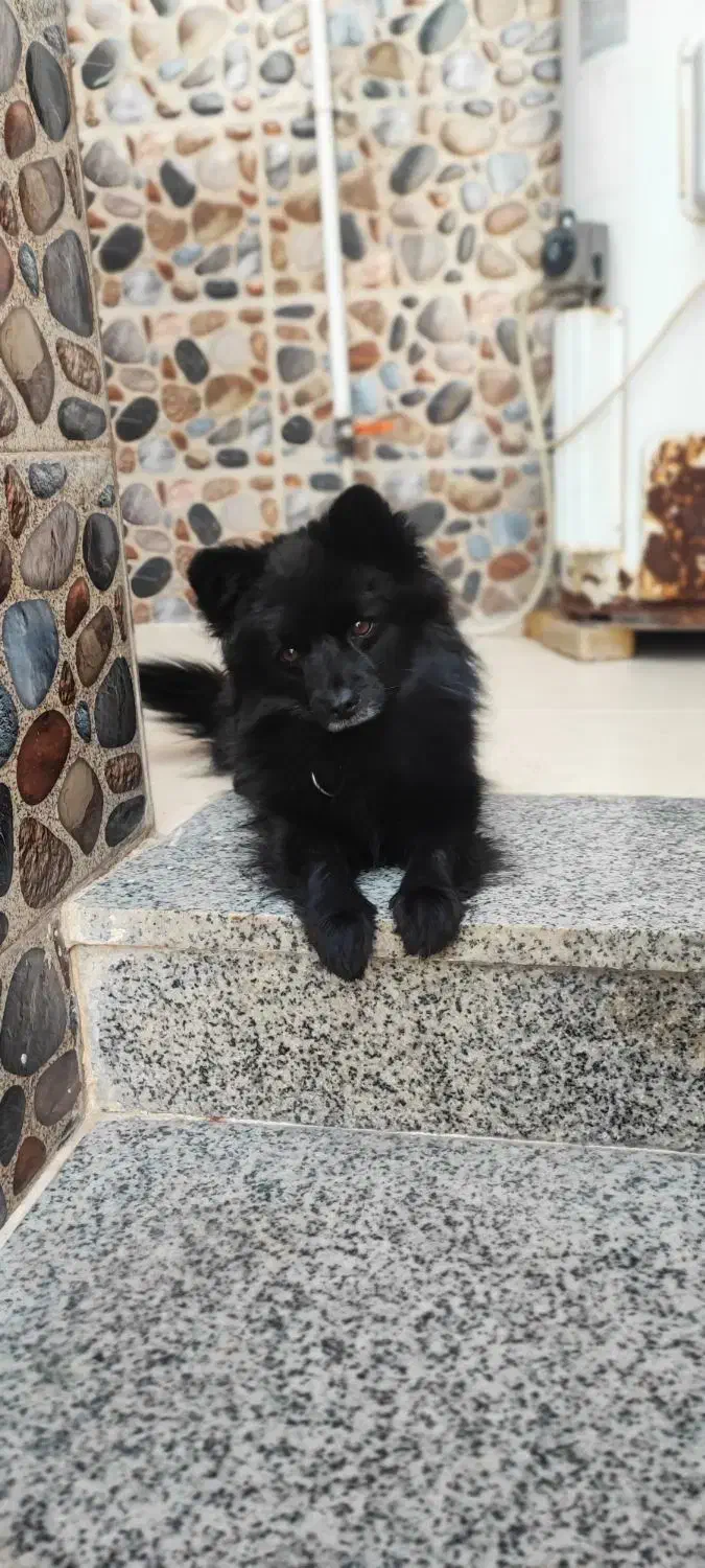 واگذاری|سگ|شاهینشهر, سعدی شمالی|دیوار