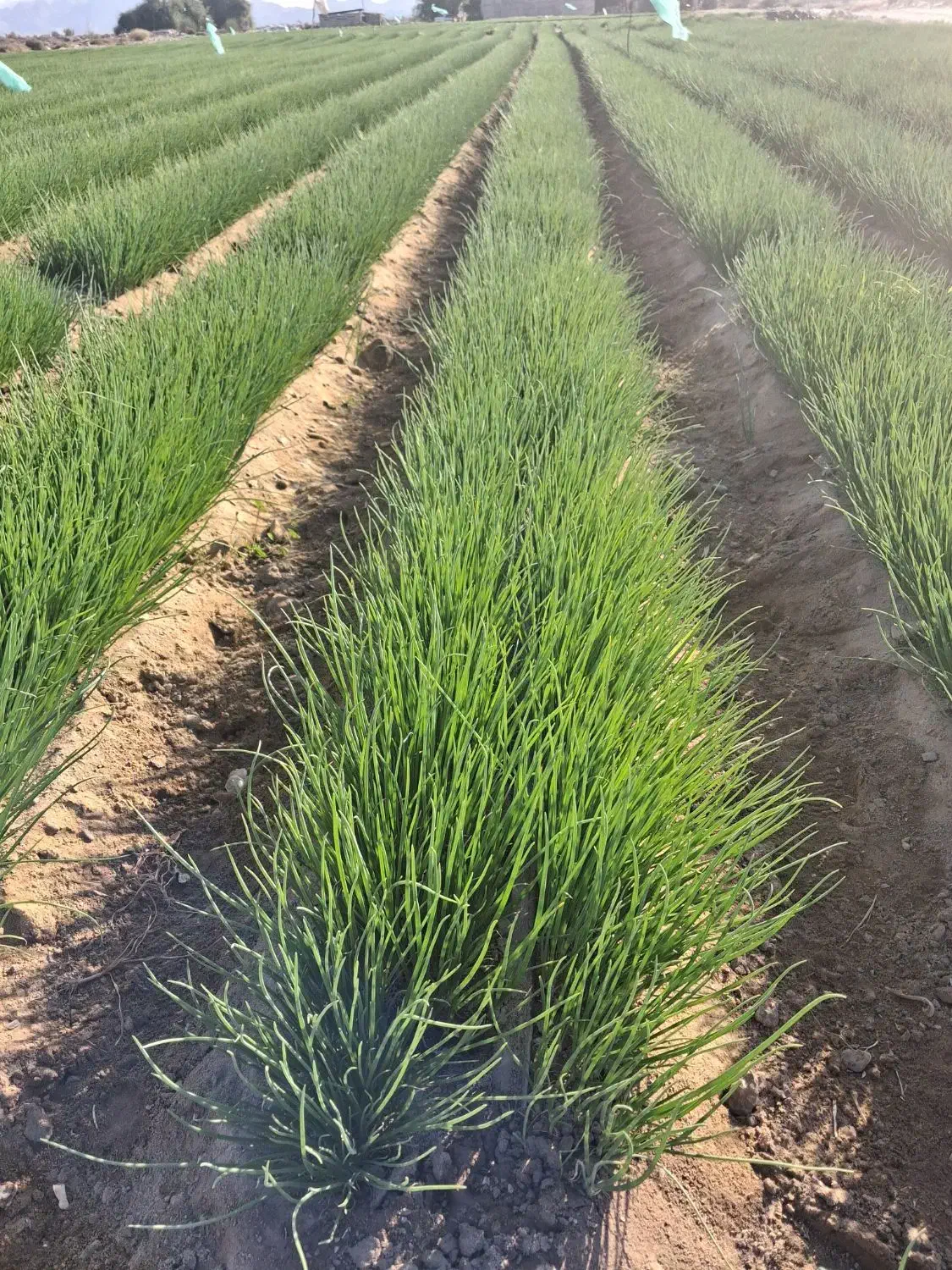 پیاز|خدمات باغبانی و درختکاری|عنبرآباد, |دیوار