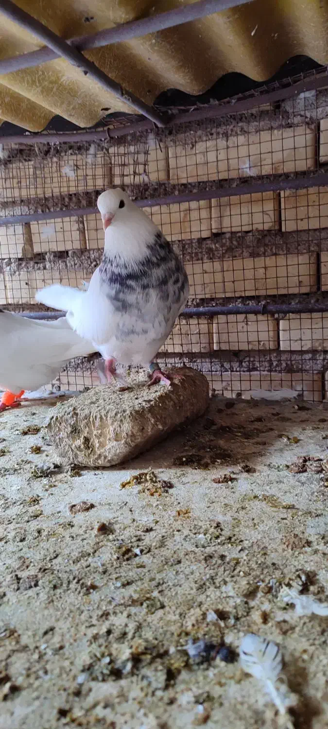 پرنده|پرنده|شوشتر, |دیوار