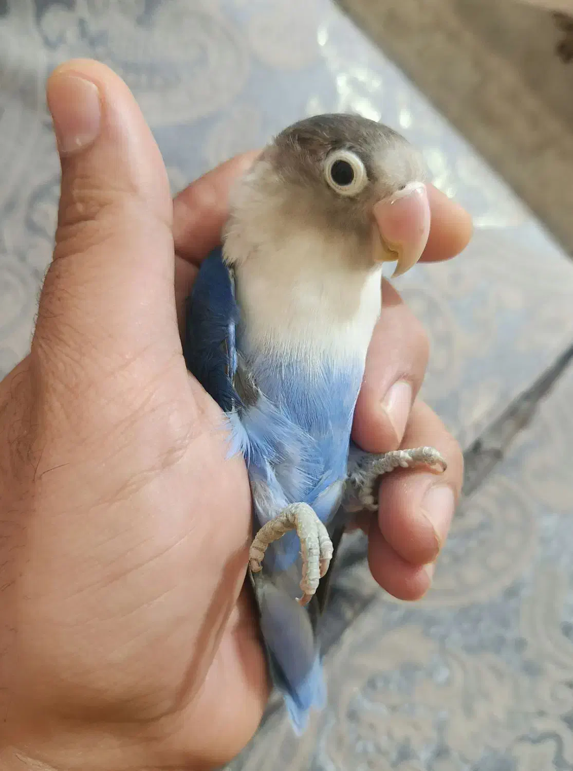 کوتوله برزیلی ماده|پرنده|مبارکه, |دیوار